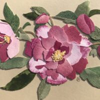 Hellebore c 